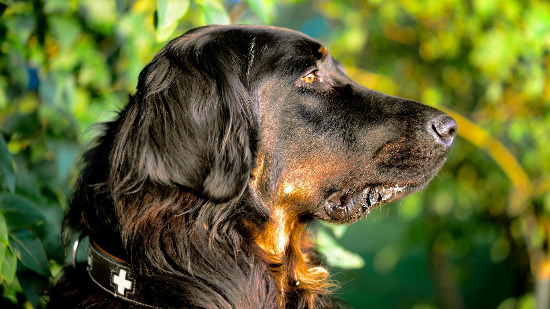 Dog & Cat Vets in Stanley