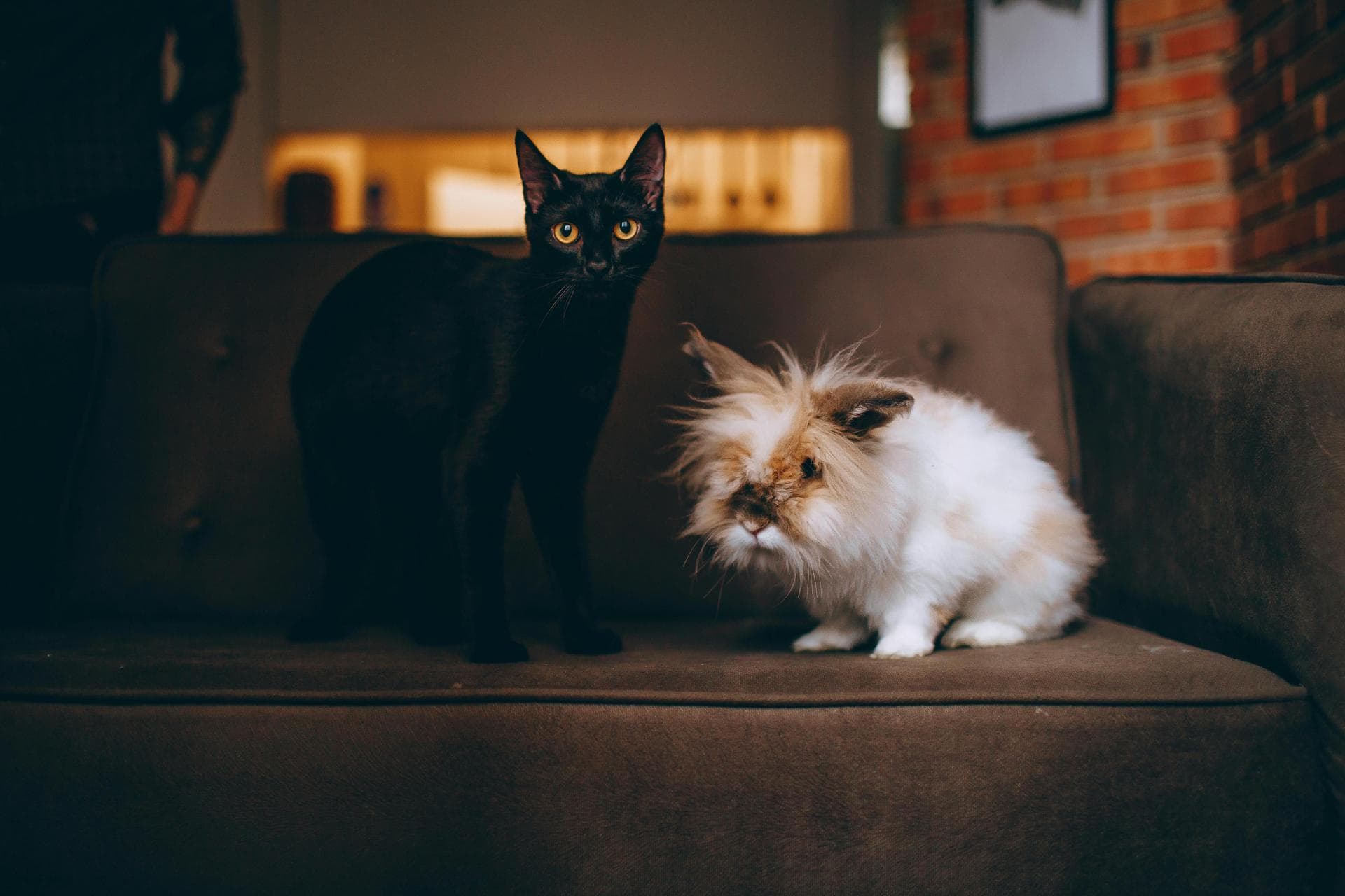 Best Vets in Peterlee