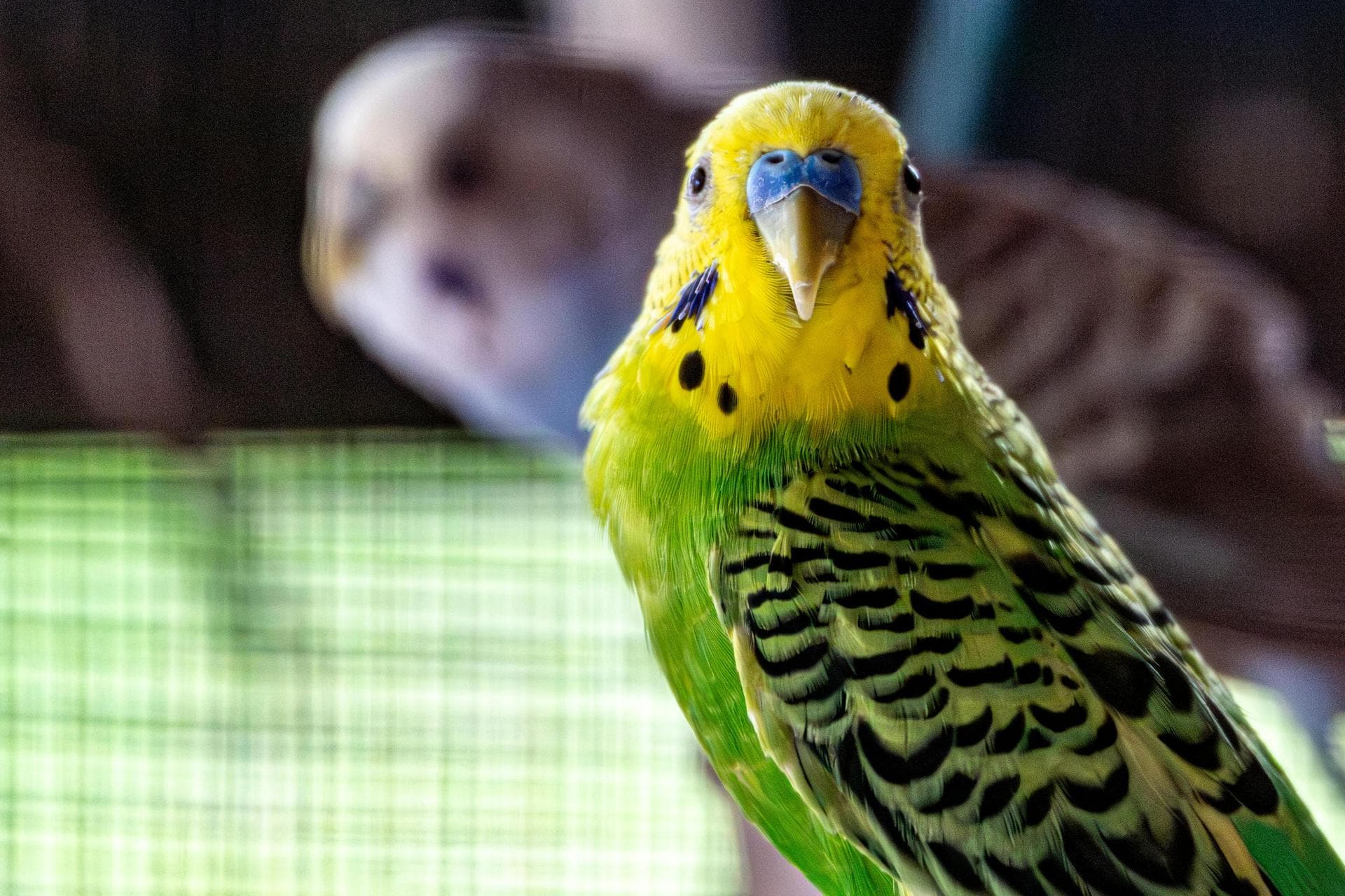 Specialist Vets in Durham