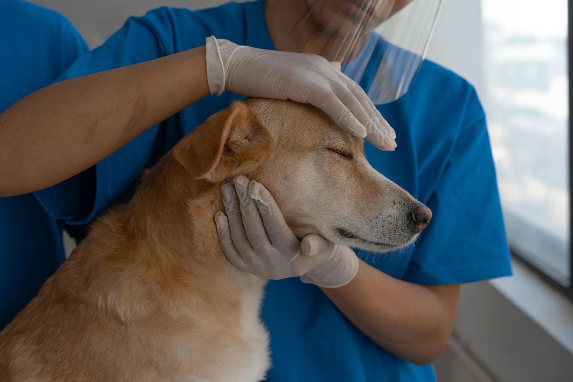 Dog & Cat Vets in Barnard Castle
